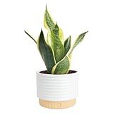 Costa Farms Snake Plant, Sansevieria Live Plant in Decorative Pot, Easy to Maintain, Air Purifying Succulent Indoor Houseplant, Assorted Variety, Home, Room, or Office Décor, 8-12 Inches Tall