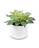 WalkManony Faux Assorted Succulents - Artificial Succulent Plants for Desk, Bathroom, Shelf, or Home Decor, Realistic Greenery for Farmhouse, Office & Kitchen Decoration PA-016