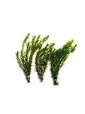 Marcus Fish Tanks 3X Anacharis Elodea Densa Live Aqurium Plants