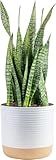 Costa Farms Snake Plant, Mother-in-Law's Tongue Live Plant in Decorative Pot, Large Easy to Maintain Indoor Succulent Houseplant, Assorted Variety, Home, Room, or Office Décor, 2-3 Feet Tall