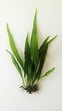Java Fern Microsorum Pteropus Easy Low Light Live Aquarium Plant - Buy 2 Get 1