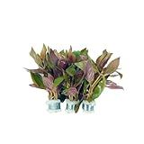 3xAlternanthera Lilacina Plants, Live Aquarium Plant | Deep Purple & Red Aquatic Stem Plant for Stunning Aquascapes