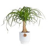 Costa Farms Ponytail Palm Live Plant in Decorative Pot, Easy to Maintain Indoor Houseplant, Perfect for Home, Room, or Office Decor, Great House Warming or Birthday Gift, 12-22 Inches Tall