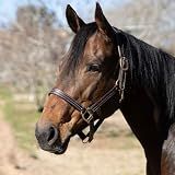Jeffers Frankfort Leather Horse Halter w/Throat Snap, Pre-Oiled Havana Leather, Triple Stitched Nose & Cheeks, Adjustable Double Buckle Crown, Breakaway Ready, Safe Equestrian Tack - Cob Size