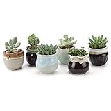 T4U Mini Ceramic Succulent Pots with Drainage - Set of 6, Tiny Pots for Plants, Home and Office Decor, Plant Lover Gifts for Women