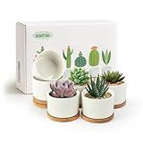 ZOUTOG Succulent Pots 3.1 Inch,6 Pack Succulent Planters,Small Pots for Plants with Drainage and Tray,White Ceramic Flower Planters for Indoor Plants,Home,Office,Desk
