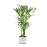Costa Farms Cat Palm, Live Indoor Houseplant in Garden Plant Pot, Floor House Plant Potted in Potting Soil, Housewarming Gift for New Home, Living Room, Office, Patio Palm Tree Decor, 3-4 Feet Tall