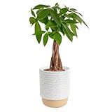 Costa Farms Money Tree Live Plant in Decorative Pot, Air Purifying, Braided Indoor Houseplant, Perfect for Home, Room, or Office Decor, Great House Warming or Birthday Gift, 12-16 Inches Tall