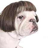 TESSVEYA Funny Dog Cat Cosplay Wig,Pet Wigs for Halloween, Christmas, Parties, Festivals, Dog Wigs for Small Medium and Large Dogs (Black Brown Straight)