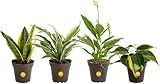 Costa Farms Live Indoor House Plants (4-Pack), Hand Selected Easy to Maintain Indoor Assorted Houseplants, Curated Air Purifying Mix, Low Light, Home Office Decor Plant Gift