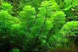 Marcus Fish Tanks - 3X Green Cabomba Caroliniana Live Aquarium Plants for Aquatic Freshwater Fish Tank