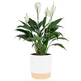 Costa Farms Peace Lily, Live Indoor Plant, Air Purifying, Flowers, 6-in Pot