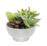 Costa Farms Live Succulents Garden, Assorted Plant Varieties in Decorative Pot, Easy to Maintain Succulent Indoor Houseplants, Room Decor, House Warming or Birthday Gift, 6 Inches Tall