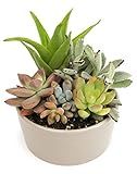 Succulents Plants Live in Garden Succulent Planters, Live Succulent Plants Live Plants in Taupe Planter Pot, Live Succulents Unique Gardening Gifts for Plant Lovers, Succulent Gifts by Plants for Pets