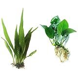Java Fern and Anubias Aquarium Plant Bundle - Live Freshwater Plants for Aquascaping, Low Maintenance, Easy Beginner Friendly Decor for Fish Tank