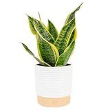 Costa Farms Snake Plant, Mother-in-Law's Tongue Live Plant in Decorative Pot, Large Easy to Maintain Indoor Succulent Houseplant Assorted Variety, Home, Room, or Office Décor, 12-20 Inches Tall