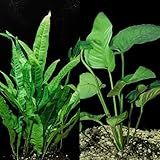 Java Fern and Anubias Aquarium Plant Bundle - Live Freshwater Plants for Aquascaping, Low Maintenance, Easy Beginner-Friendly Decor for Fish Tank
