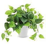CEWOR Artificial Plants Fake Pothos with Plastic Pot Artificial Potted Plant for Home Office Bedroom Indoor Outdoor Decor 1 Pack