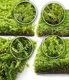 LuckyRunes Live Moss 4-Pack for Terrariums,Potted Plants & Floral Decor