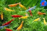 Generic Shrimp Up Aquatics™ 20+ Mixed Color Neocaridina Shrimp Live Freshwater Aquarium Inverts Live Arrival! Mixed