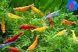 Generic Shrimp Up Aquatics™ 20+ Mixed Color Neocaridina Shrimp Live Freshwater Aquarium Inverts Live Arrival! Mixed