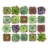 Shop Succulents Echeveria & Rosette Live Succulent Variety Pack – Fully Rooted 2" Potted Plants for Gifts, Favors, DIY Projects, Terrariums, Home Décor, and Garden Arrangements, 20 Pack