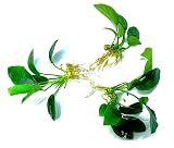 3 Aquatic Plants Bundle | Live Plants for Freshwater Aquariums (3 X Anubias VAR Nana Plants)