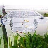 capetsma Fish Breeding Box, Acrylic Fish Isolation Box with Suction Cups, Aquarium Acclimation Hatchery Incubator for Baby Fishes Shrimp Clownfish and Guppy... Small Size (S)