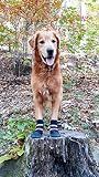 All Weather Neoprene Paw Protector Dog Boots with Reflective Straps in 5 Sizes! (Black Large)