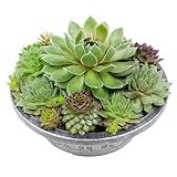 Altman Plants Non-Toxic Live Sempervivum Succulent Plant Gift in 8" Decorative Pot, Real Succulents to Grow, Easy Care Hens and Chicks, Hardy & Low-Maintenance Gift for Gardeners, Popular Houseplants