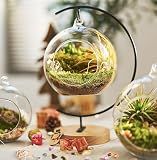 LUCKYRUNES DIY Terrarium Kit with Live Moss, 15-Piece Glass Globe Set with Wooden Stand, Tools, Soil, Stones & Spray Bottle, Indoor Mini Garden Gift for Plant Lovers, Home Desk Decor