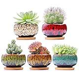 LamDawn Cute Ceramic Succulent Garden Pots, Planter with Drainage and Attached Saucer, Set of 5 -Plants Not Included (Round)